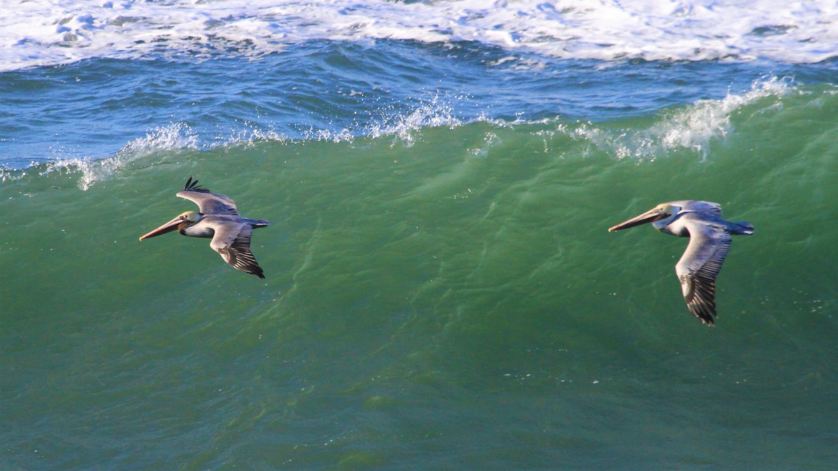 Brown Pelican - ML191697641