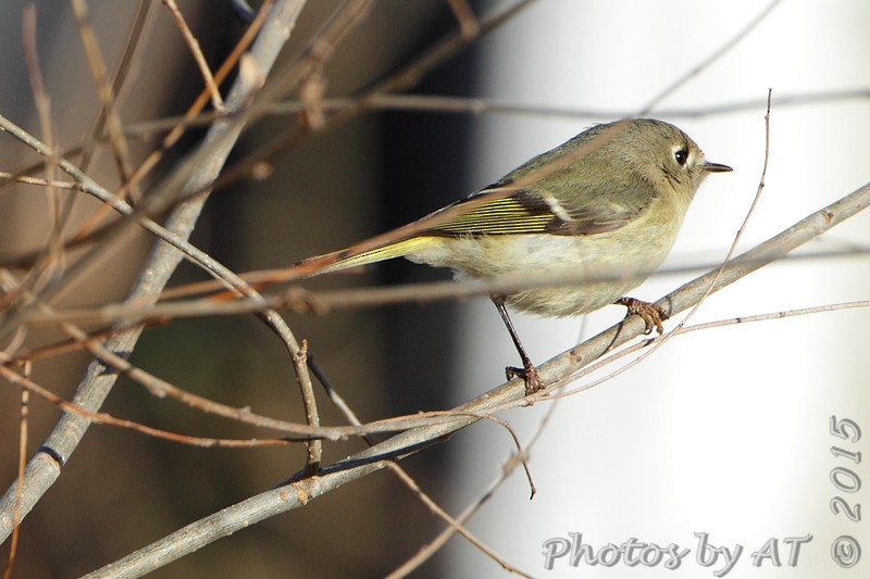 Ruby-crowned Kinglet - ML191697941