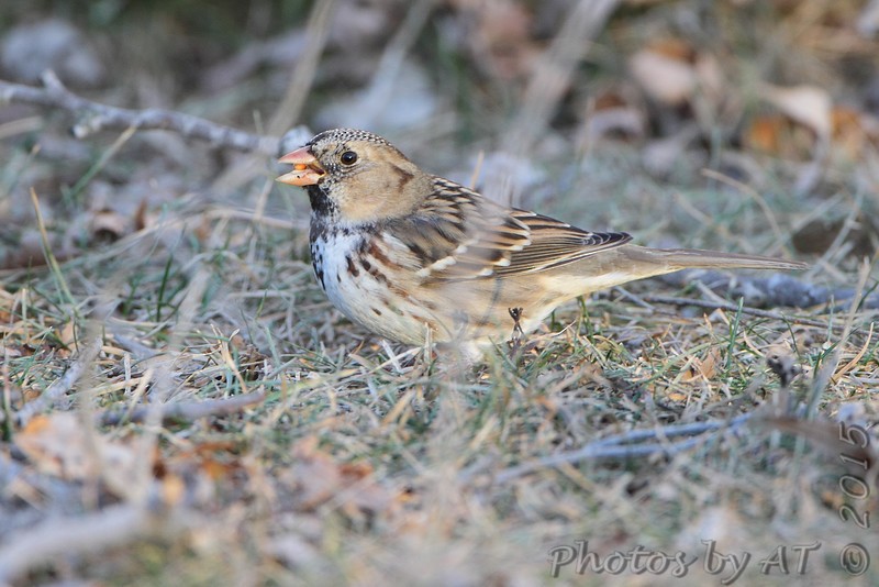 Harris's Sparrow - ML191698221