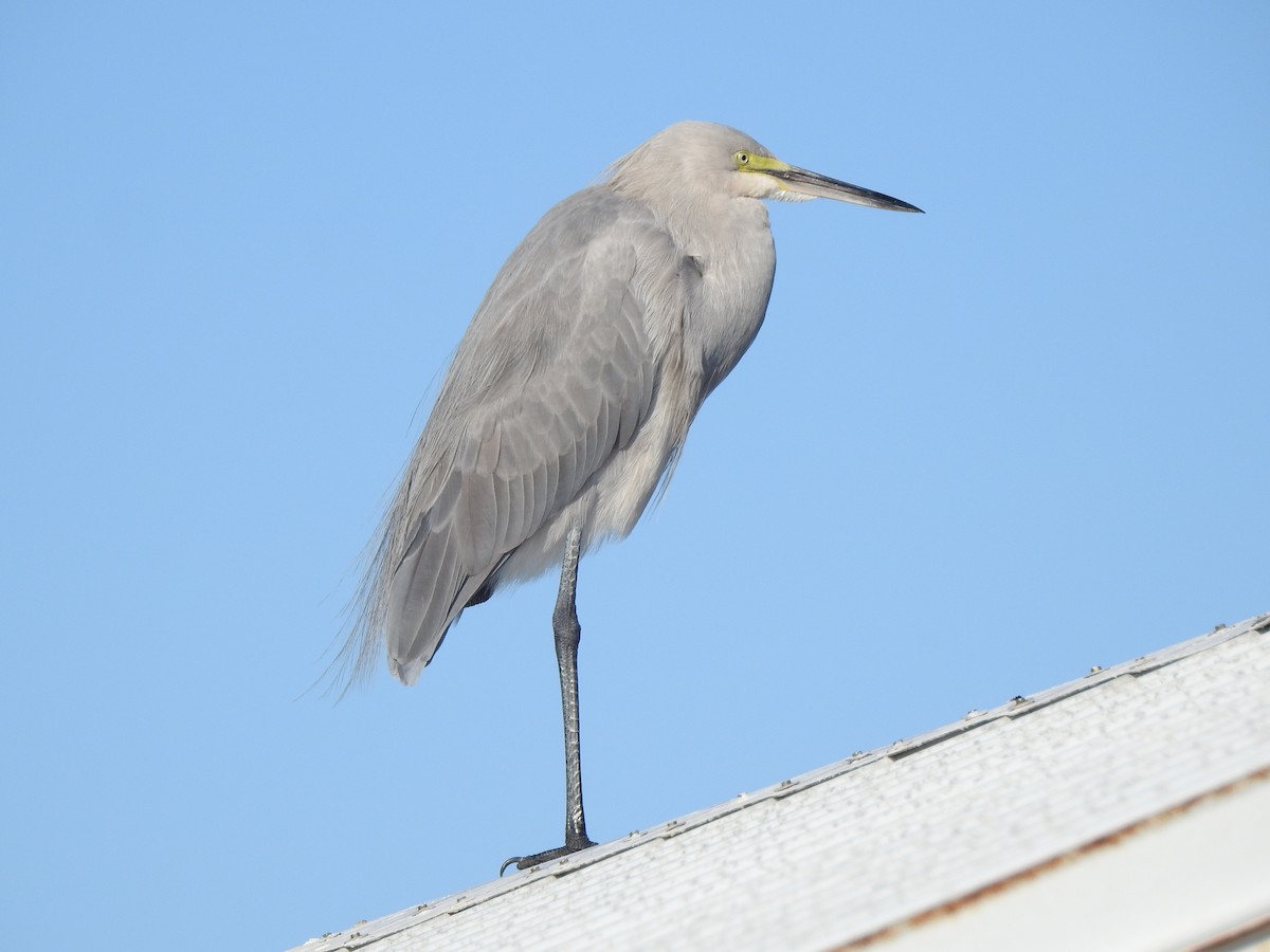 Great Egret x Great Blue Heron (hybrid) - Wendy Meehan