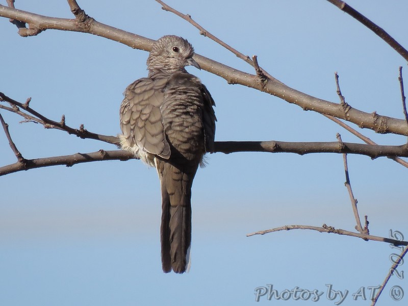 Inca Dove - ML191698351
