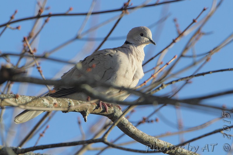 Eurasian Collared-Dove - ML191698641