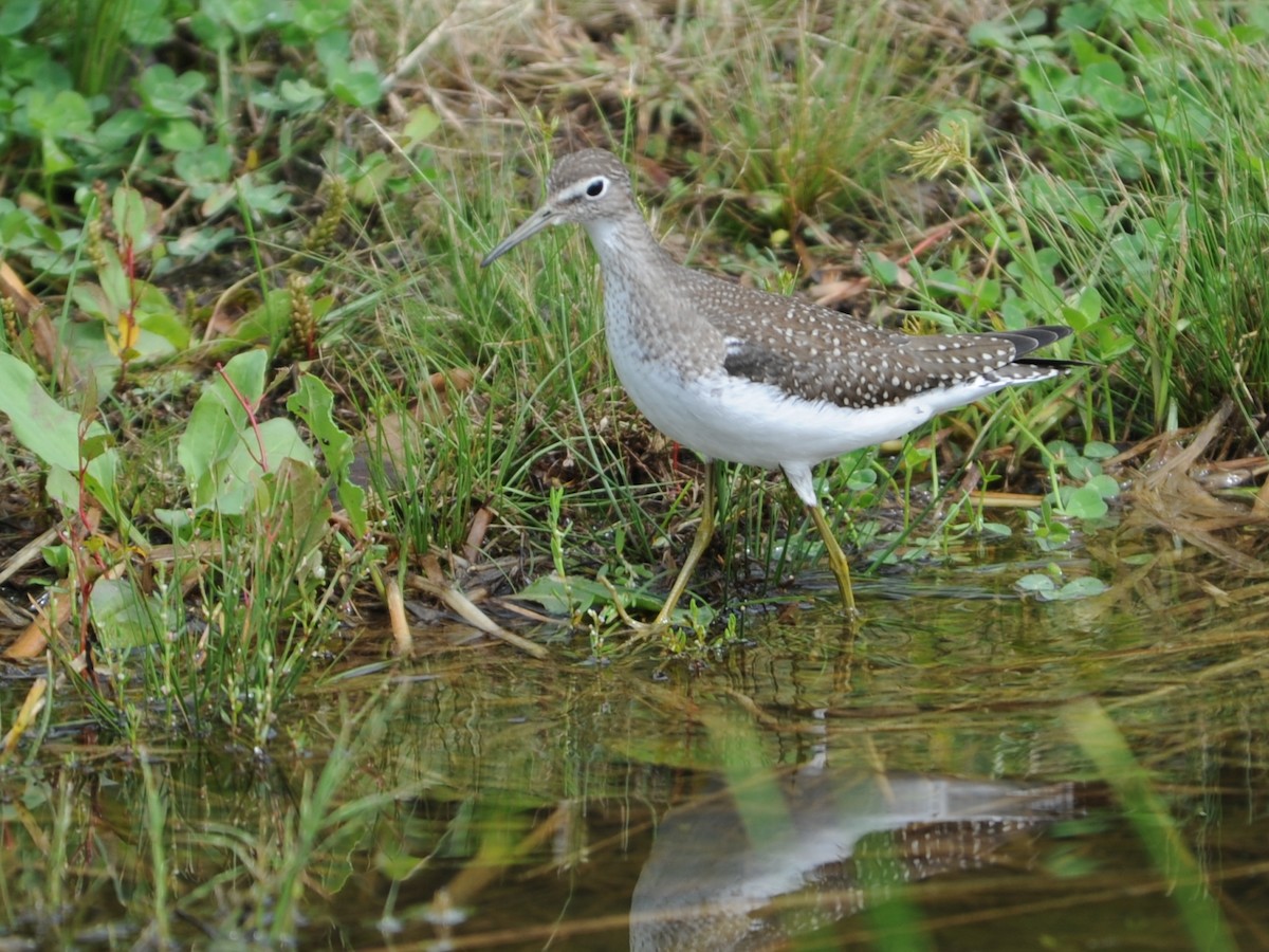 Solitary Sandpiper - Alan Van Norman