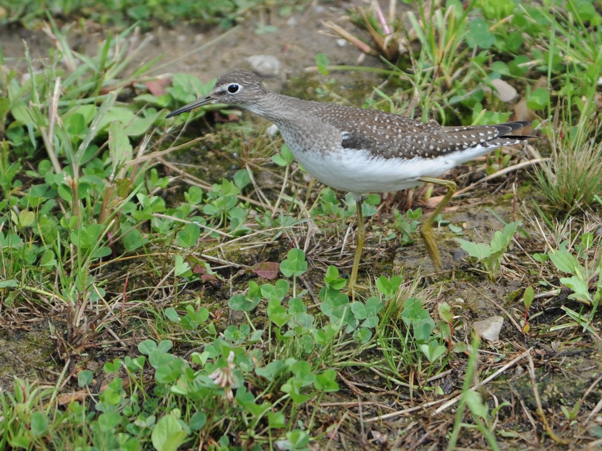 Solitary Sandpiper - ML191700621