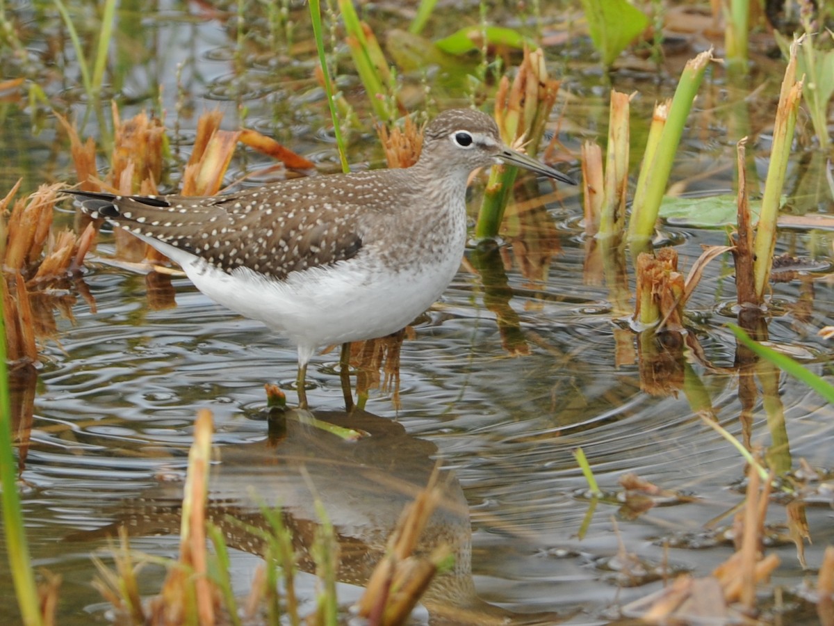 Solitary Sandpiper - ML191700681