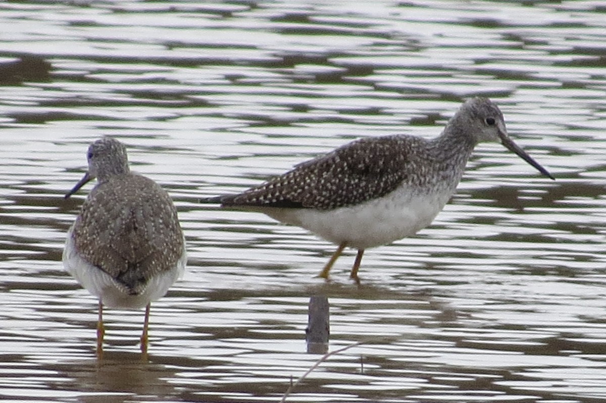 Greater Yellowlegs - ML191703941