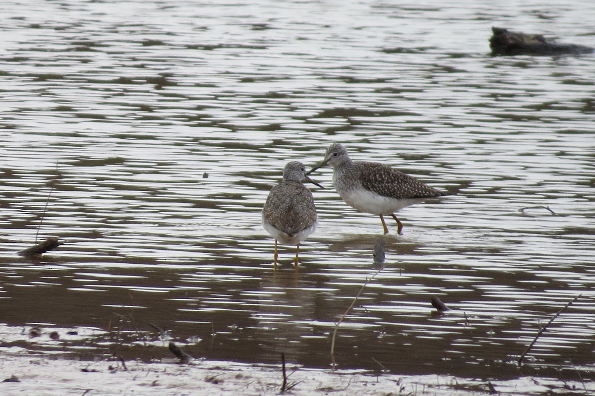 Greater Yellowlegs - ML191703951