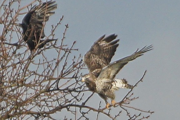 Rough-legged Hawk - Heiko Heerklotz