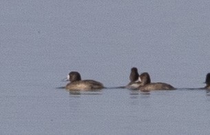 Greater Scaup - ML191706021