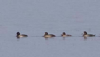 Greater Scaup - ML191706031
