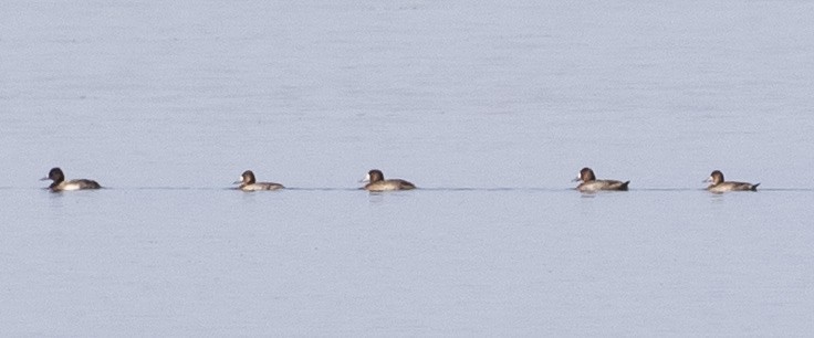 Greater Scaup - ML191706041