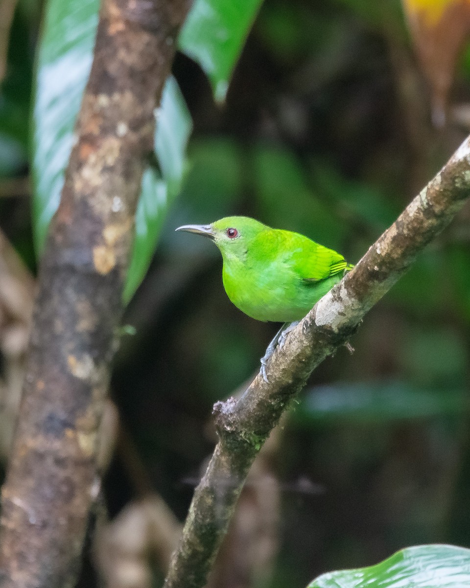 Green Honeycreeper - Denis Rivard