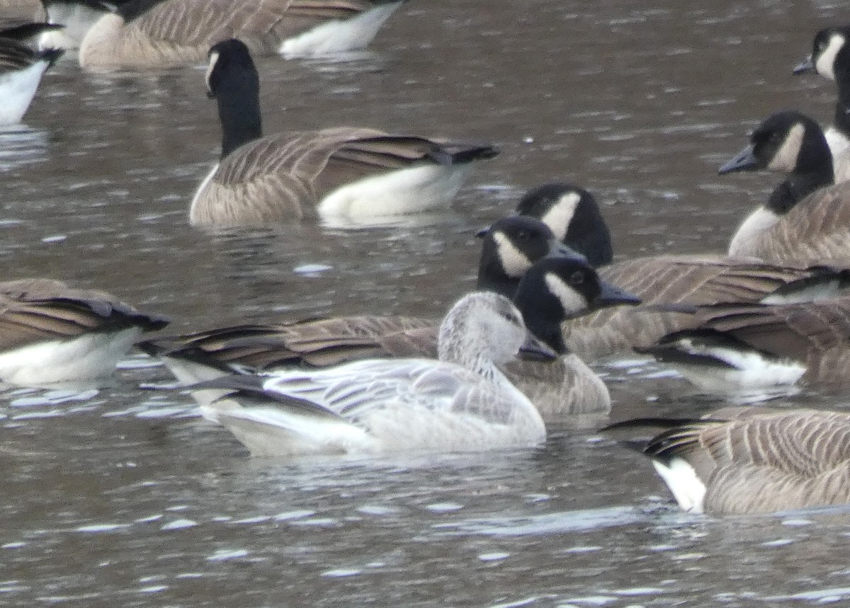 Snow Goose - ML191707541