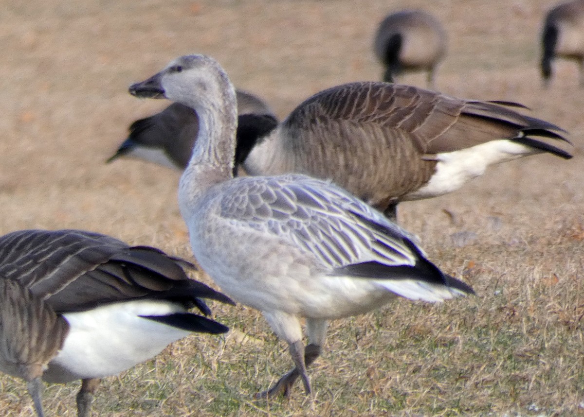 Snow Goose - ML191707591