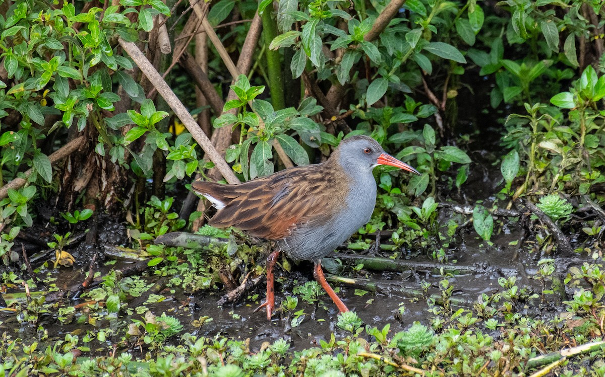 Bogota Rail - Homer Gardin