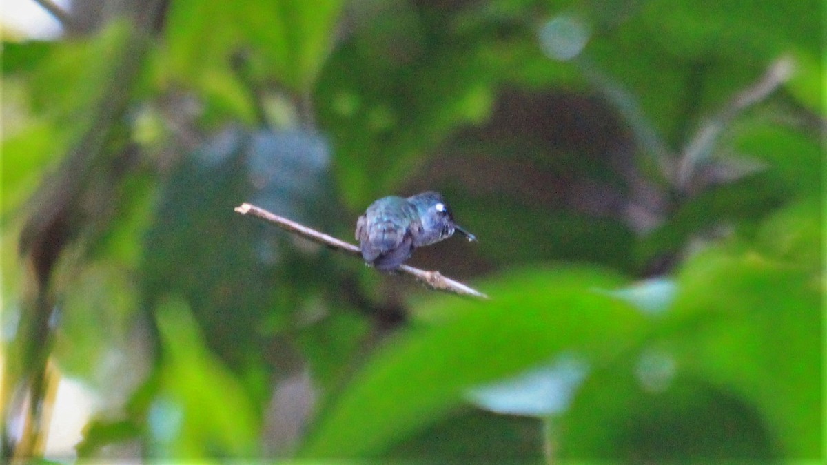 Colibrí Cabeciazul - ML191707921