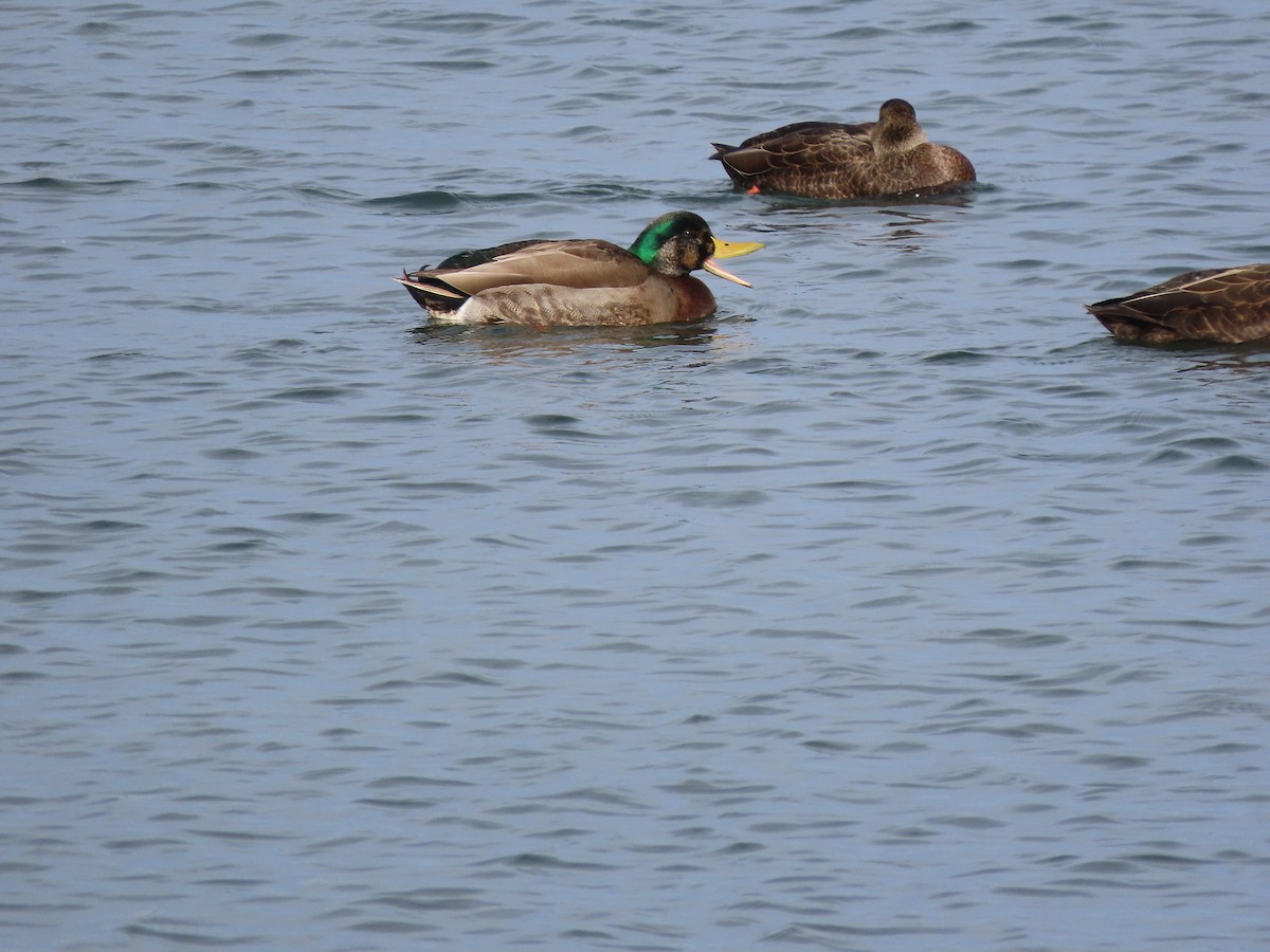 Mallard x American Black Duck (hybrid) - ML191710331