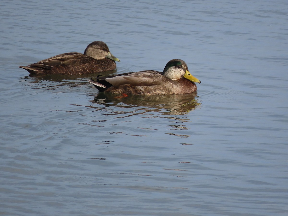 Mallard x American Black Duck (hybrid) - ML191710341