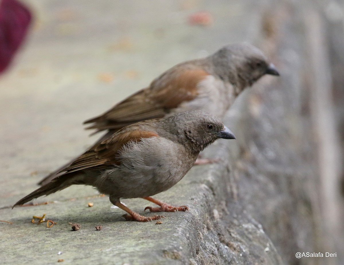 Swainson's Sparrow - ML191711331