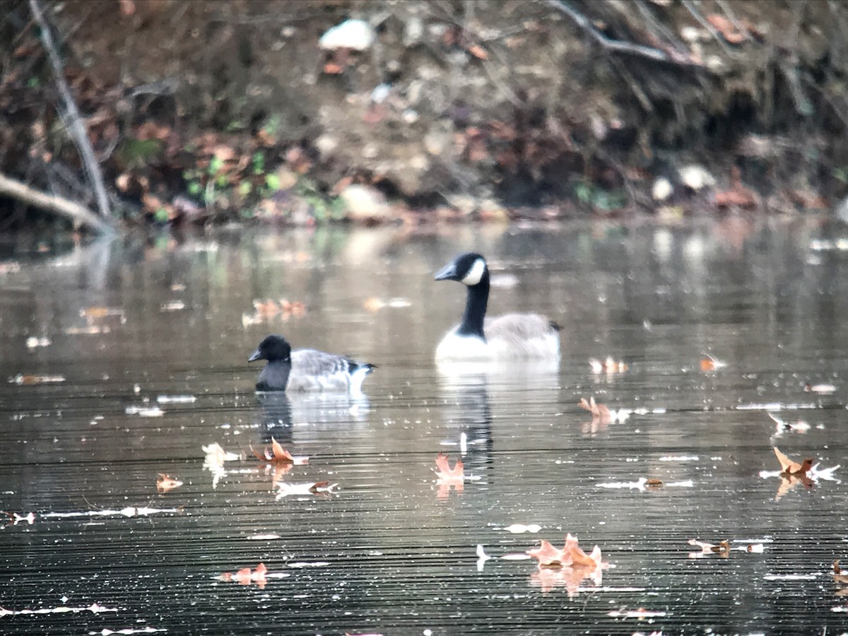 Brant - ML191711491