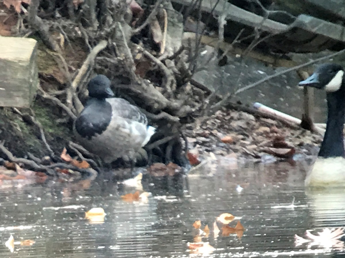 Brant - ML191711511
