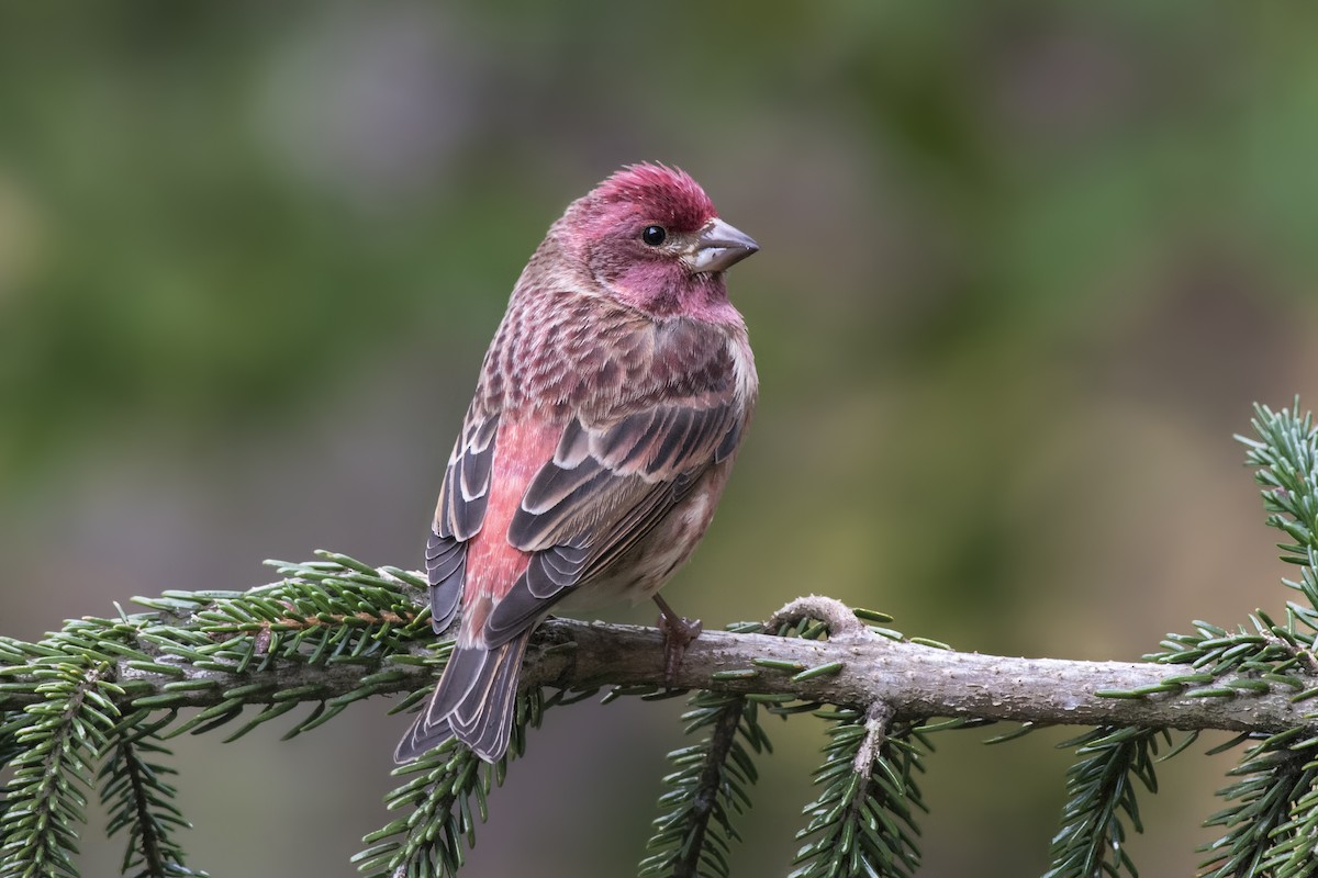 Purple Finch - Jeff Maw