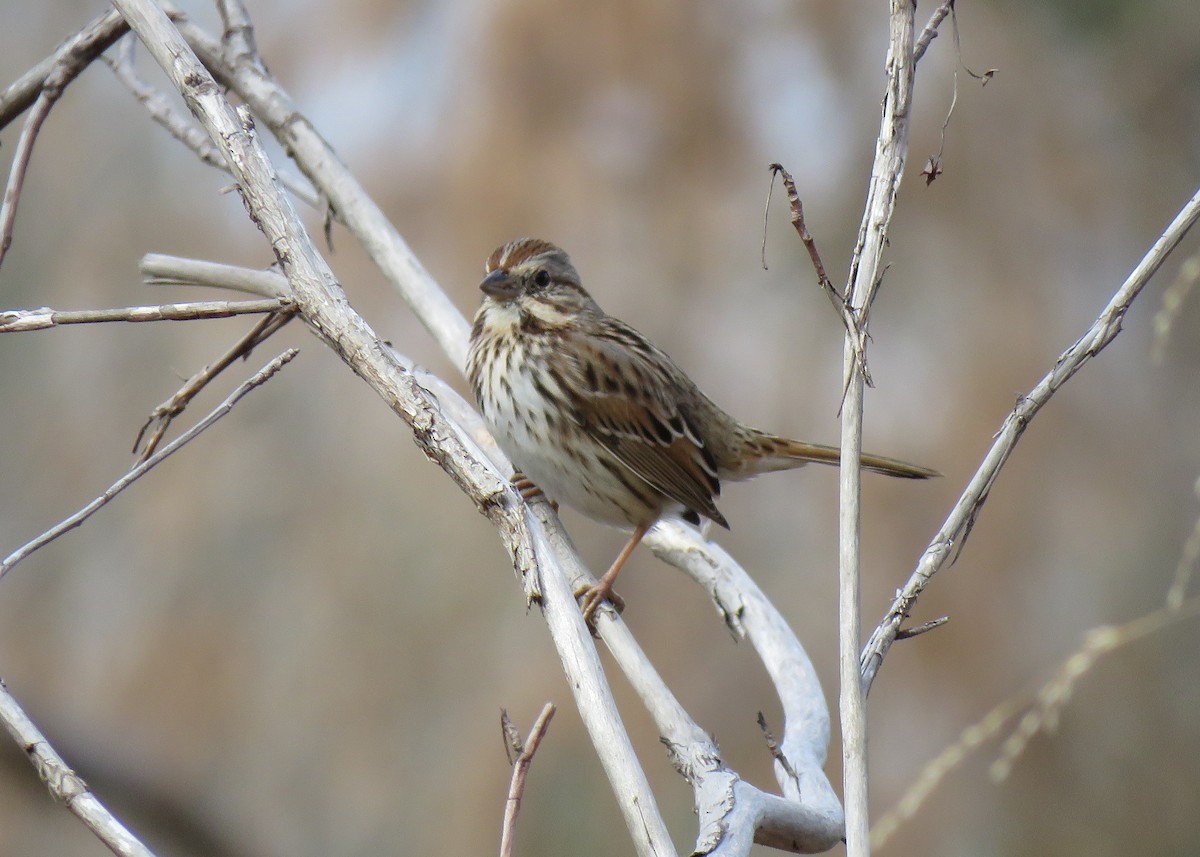 Song Sparrow - ML191712271