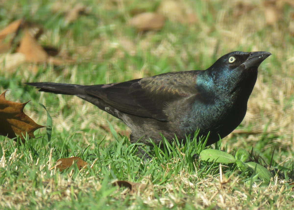 Common Grackle - ML191713551