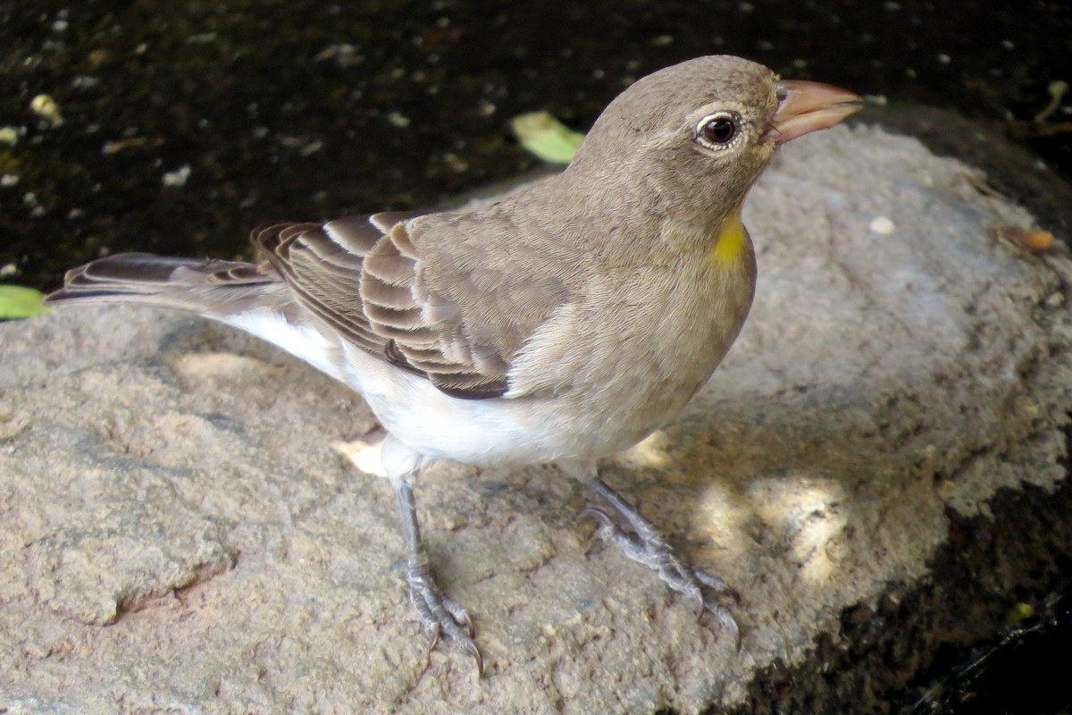 Yellow-spotted Bush Sparrow - Pat McKay