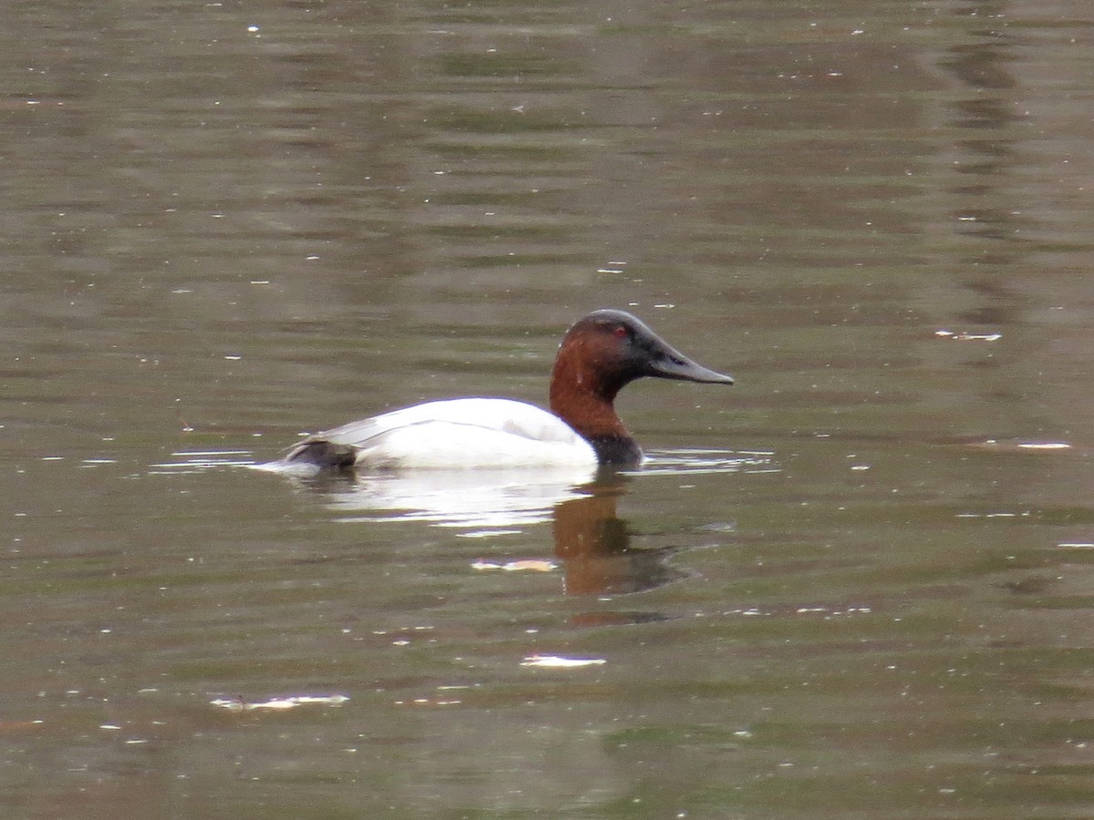 Canvasback - ML191713641