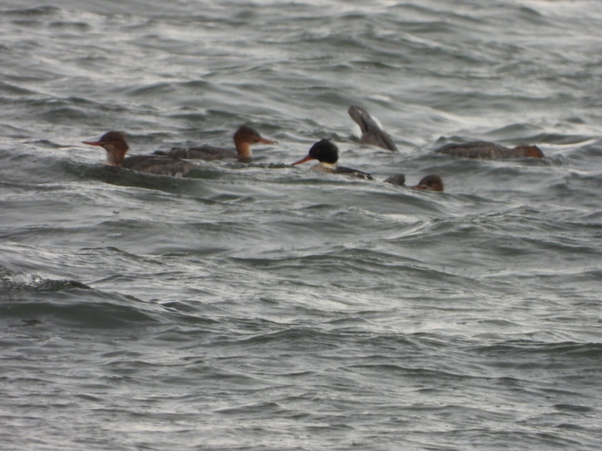 Сэвгэр бохио - ML191714261