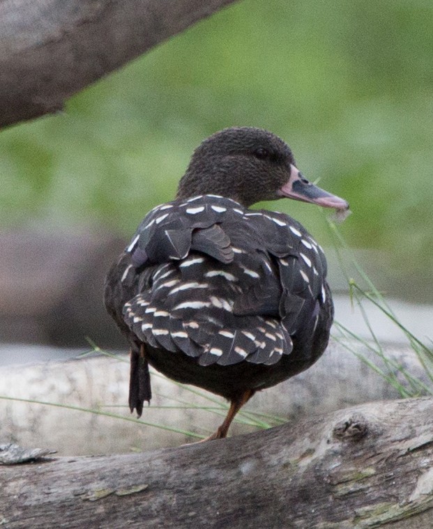 African Black Duck - ML191715261