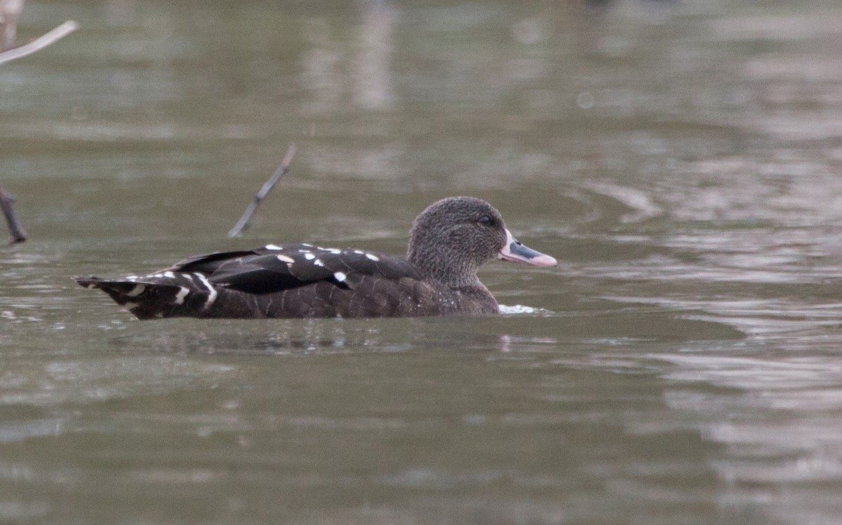 African Black Duck - ML191715271