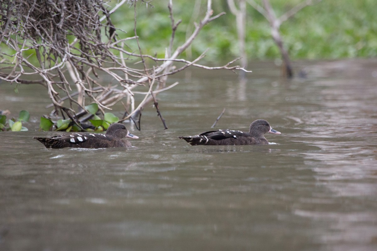 African Black Duck - ML191715331