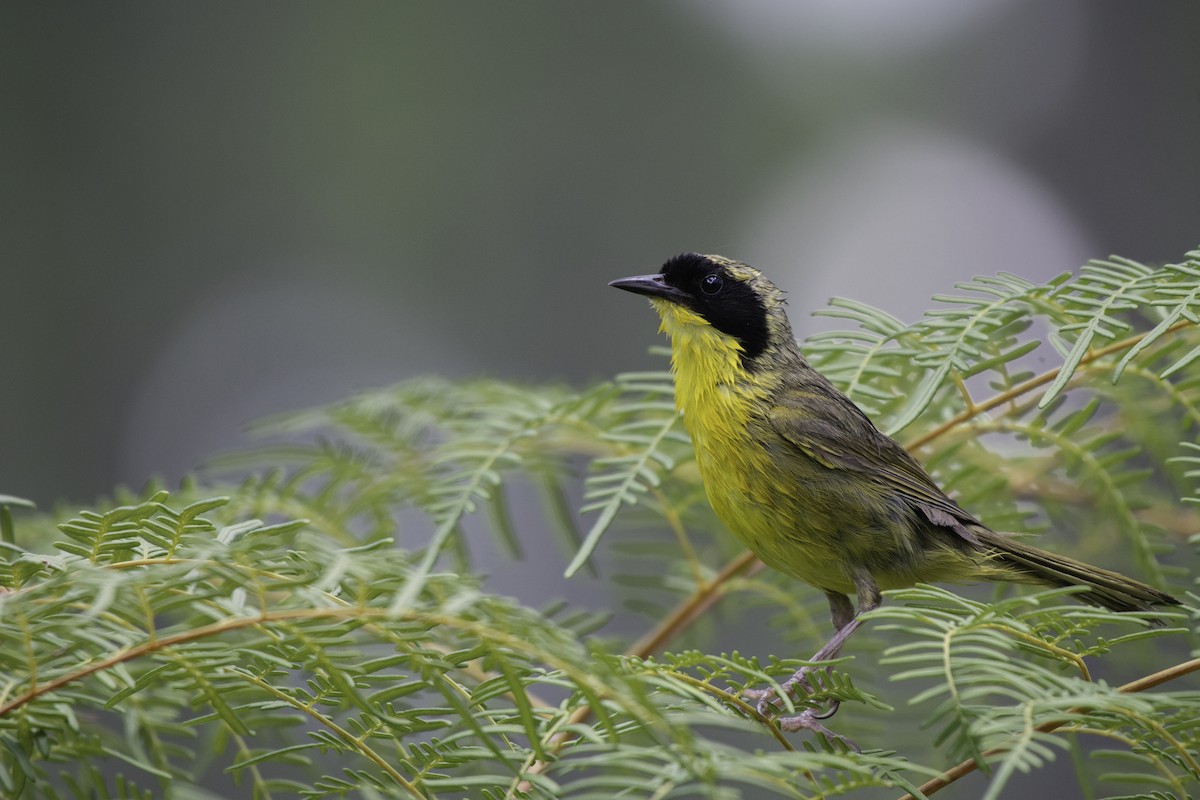 Bahama Yellowthroat - ML191715861