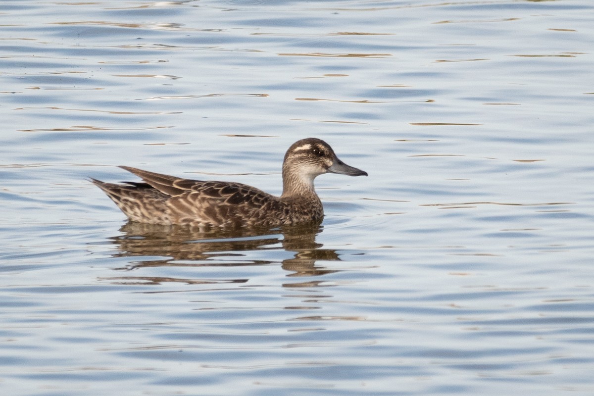 Garganey - ML191716331