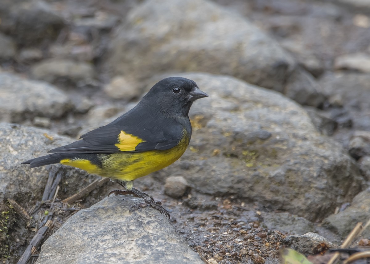 Yellow-bellied Siskin - ML191716571