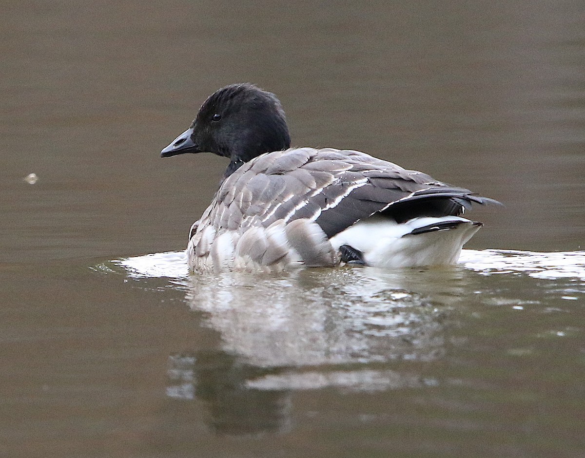 Brant - ML191716591