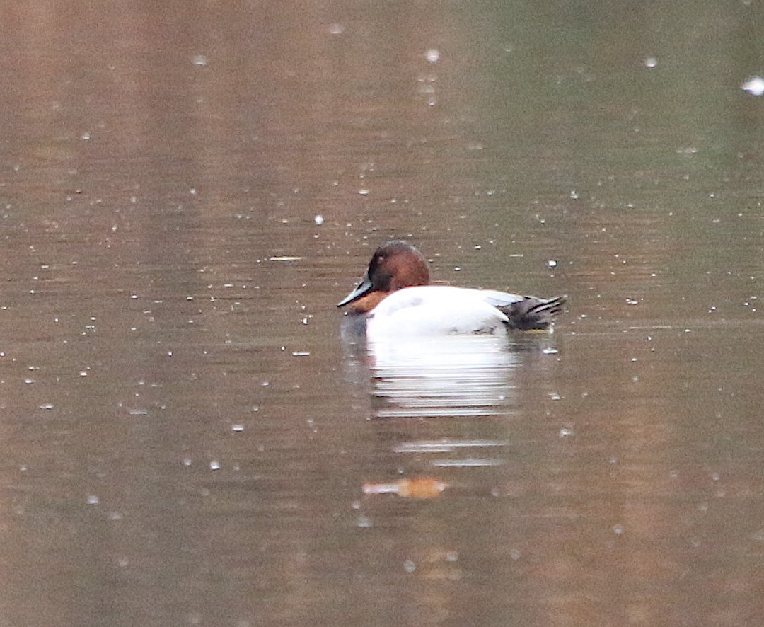 Canvasback - ML191716701