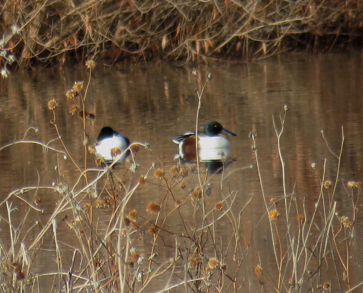 Northern Shoveler - ML191716891