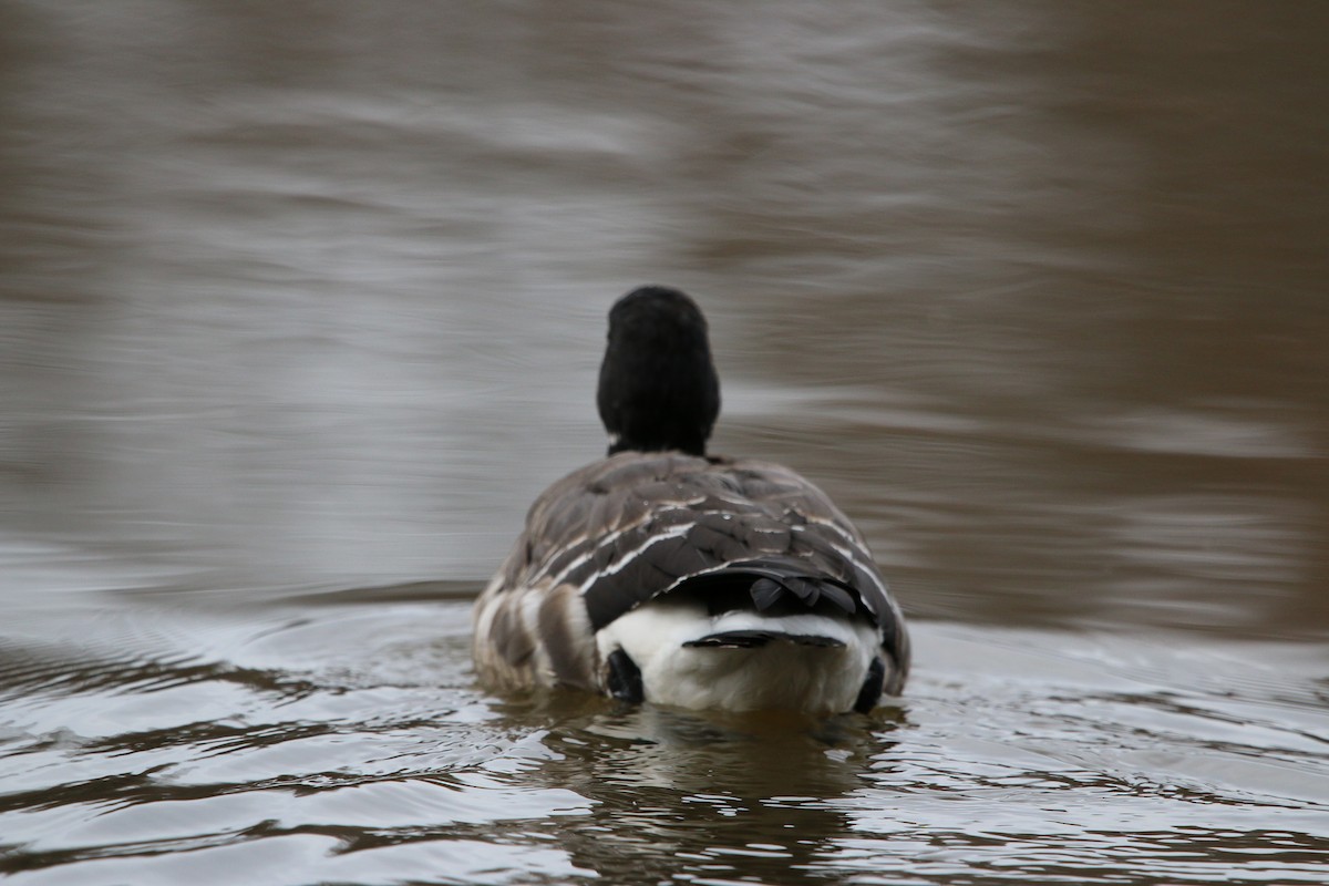 Brant - ML191717311
