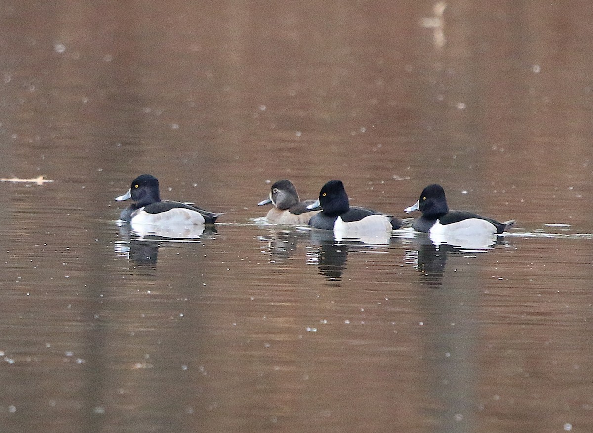 Ring-necked Duck - ML191717901