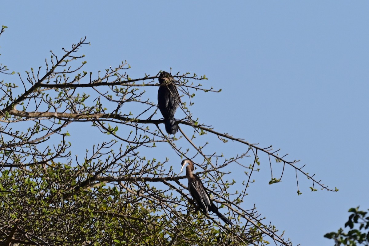 Great Cormorant (White-breasted) - ML191720471