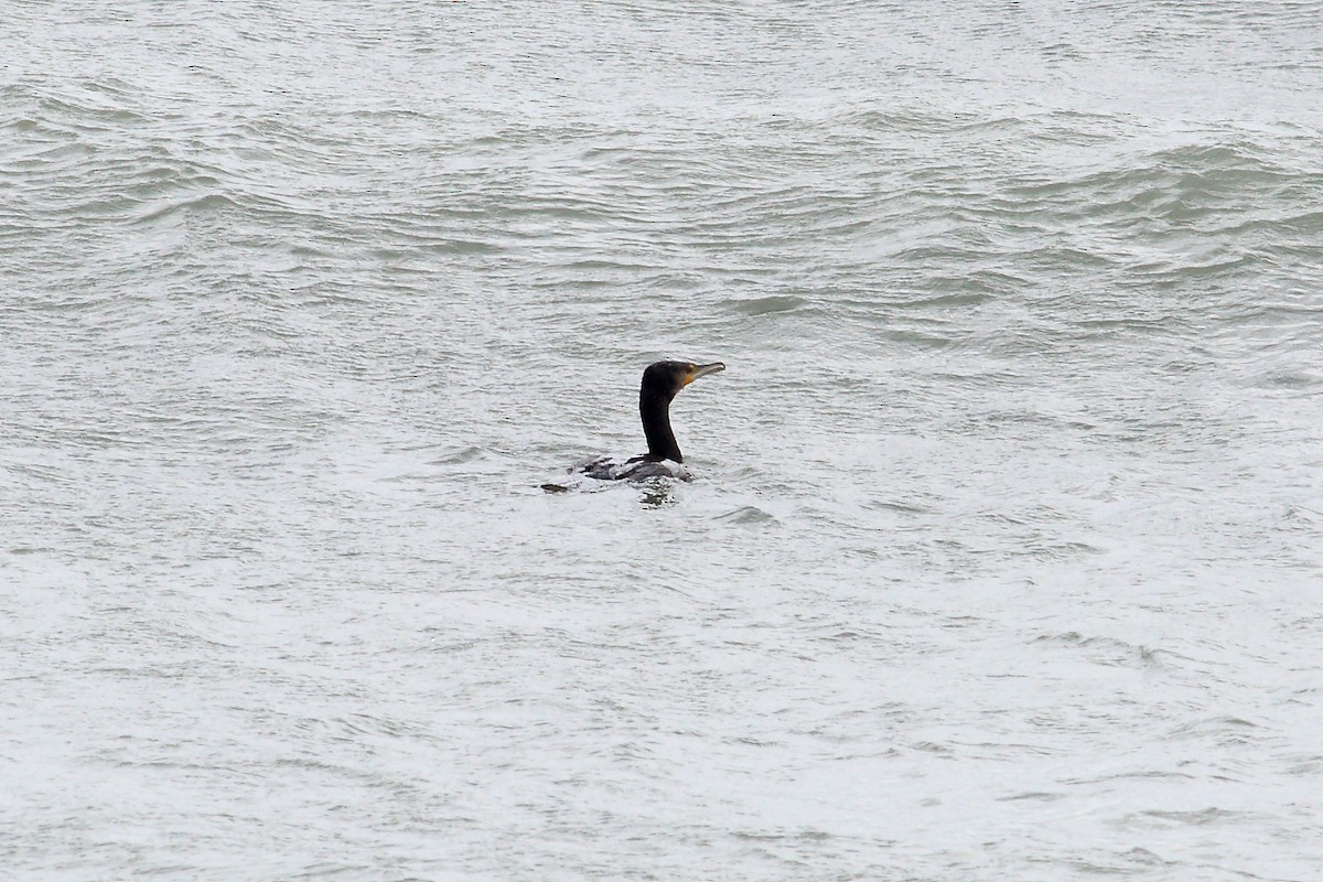 Great Cormorant - ML191726291