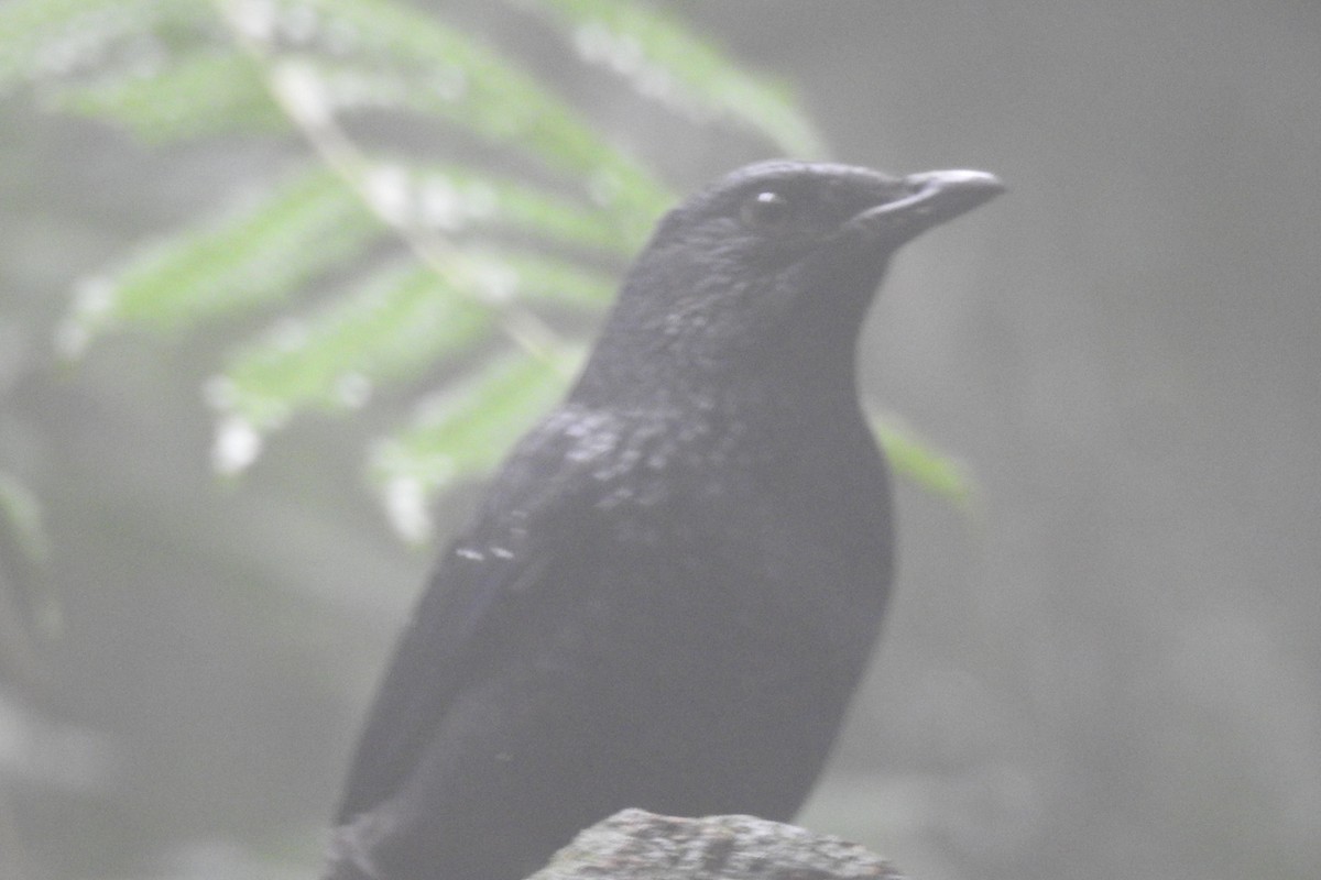 Blue Whistling-Thrush (Black-billed) - ML191729361