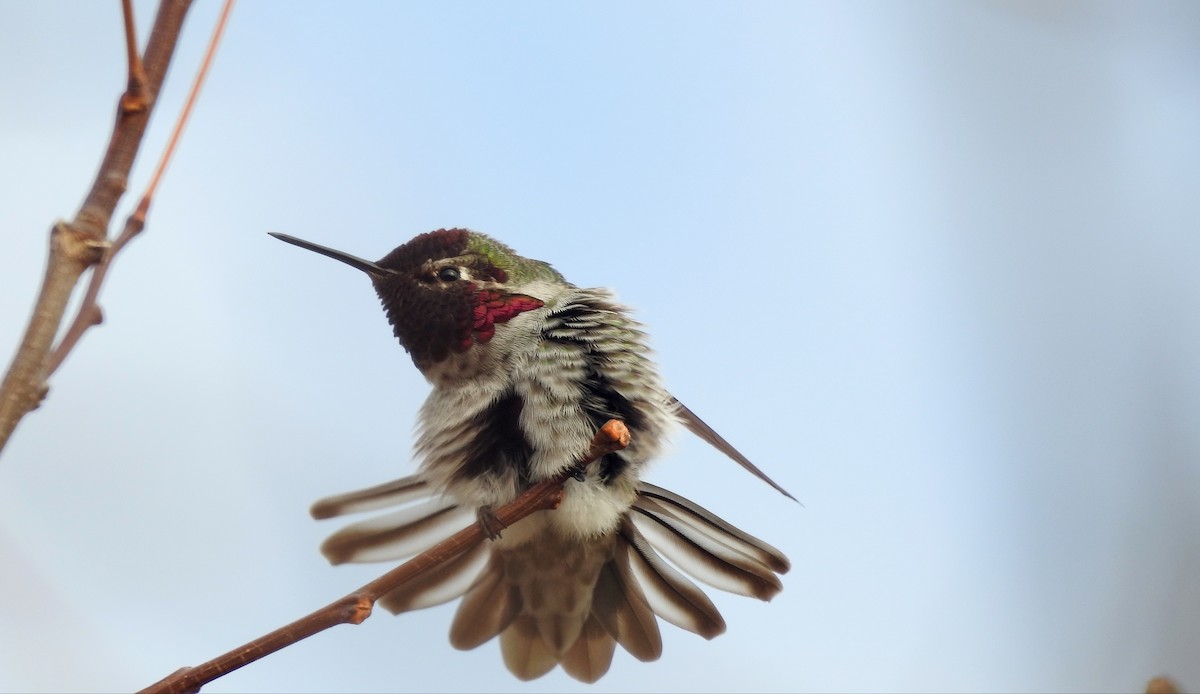 Anna's Hummingbird - Mary Rumple