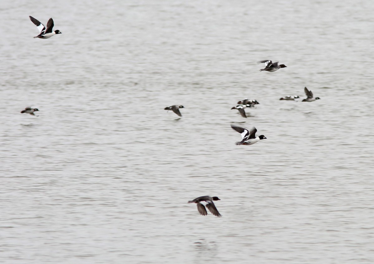 Common Goldeneye - ML191735071