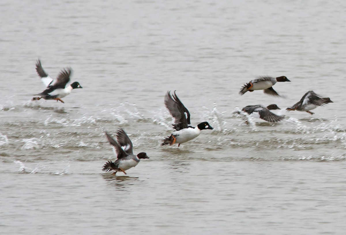 Common Goldeneye - ML191735081