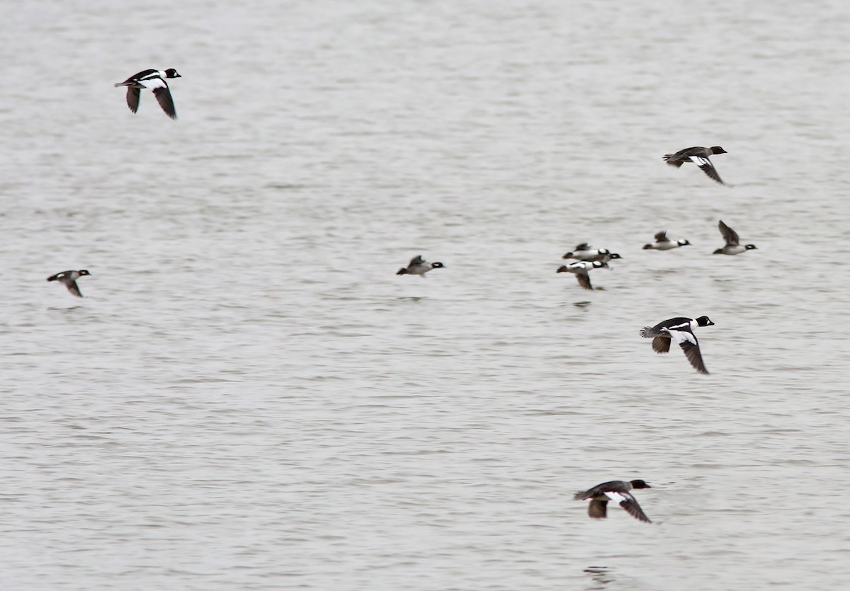 Bufflehead - ML191735181