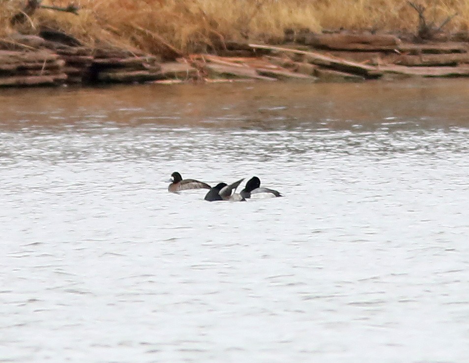 Lesser Scaup - ML191735451